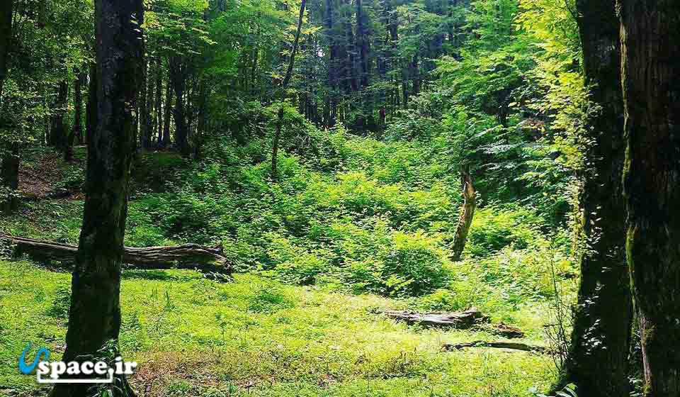 جنگل دلند در فاصله 33 کیلومتری کلبه چوبی آرامیان - رامیان - روستای پاقلعه